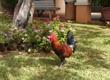 These roosters were EVERYWHERE